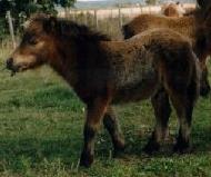 Varsa
