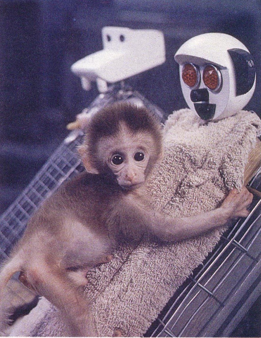 aww!!! lil baby monkey!
