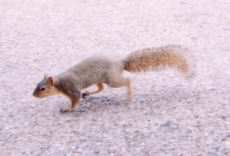 tee-hee! when isn't a squirrel the cutest thing alive?