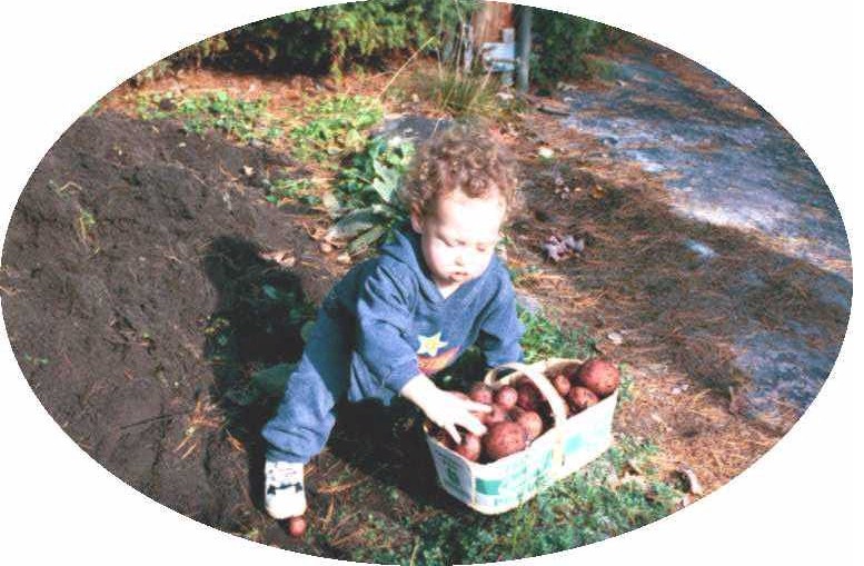 potatoes.jpg (115898 bytes)