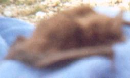 Picture of the bat