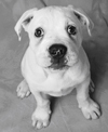 Michael's favourite pet Annie
