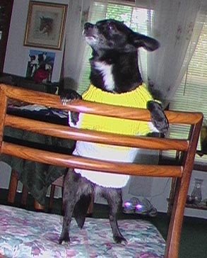 pet