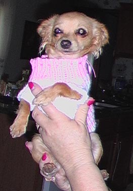 pet