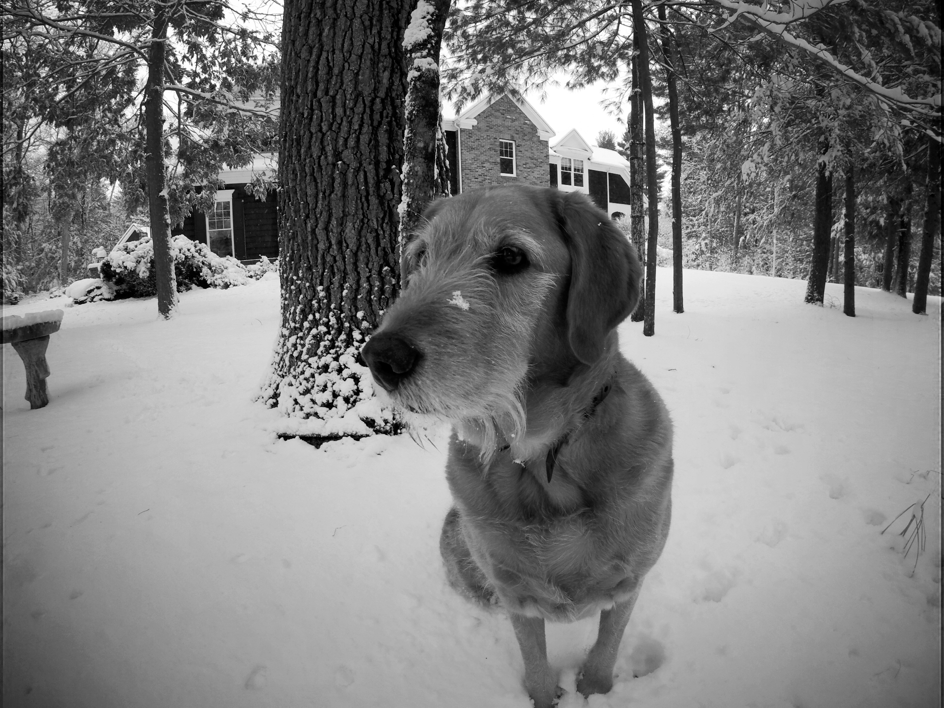 marley
