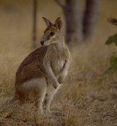kangaroo