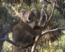 koala