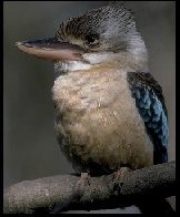 kookaburra