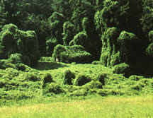 Kudzu in all its glory!