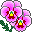 pink pansy