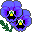purple pansy