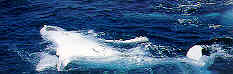 shark