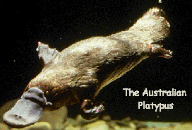 platypus