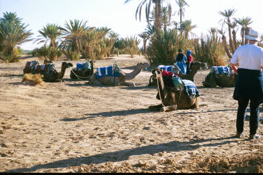 Our rides to Erg Chebbi!
