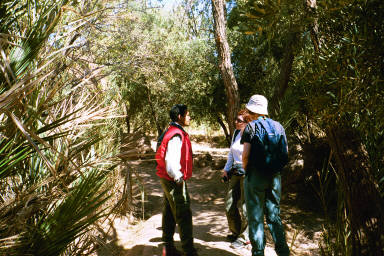 Palmeries on the way to Kasbah de Ben Moro