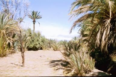 Palmeries near Kasbah de Ben Moro