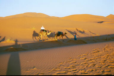 The front dromedary is the one from which I was thrown off...