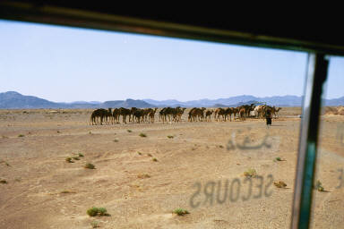 Dromedaries on the way to Erfoud