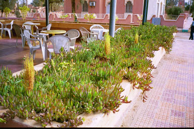 Plant at the pitstop on the way to Erfoud