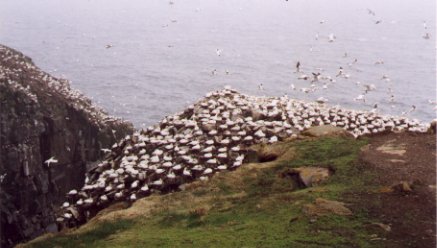 Bird Rock at Cape St Mary's bird sanctuary, Avalon Peninsula, Newfoundland