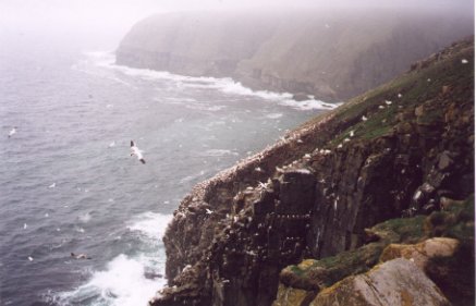 Bird Rock at Cape St Mary's, Newfoundland