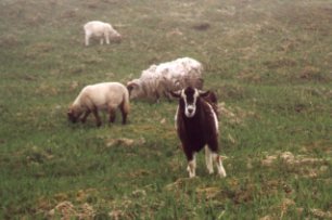 Goat at Cape St Mary's bird sanctuary, Avalon Peninsula, Newfoundland