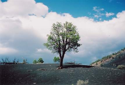 A stark contrast between the green tree and the surrounding ash from the lava flow