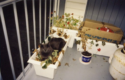 Murray found comfort in a bed of dead flowers...