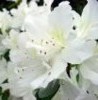 azalea