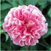 carnation