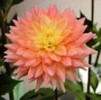 dahlia