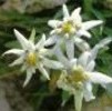 edelweiss