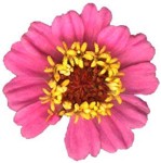 zinnia