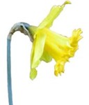 daffodil