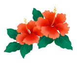 hibiscus