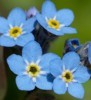 forget-me-not