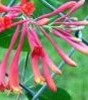 honeysuckle