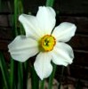 narcissus