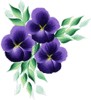 pansy