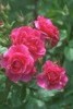 rose/red