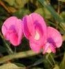 sweetpea