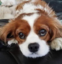 picture of Tim's dog