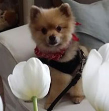 picture of Jamie's dog