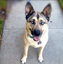 picture of Carlos's dog