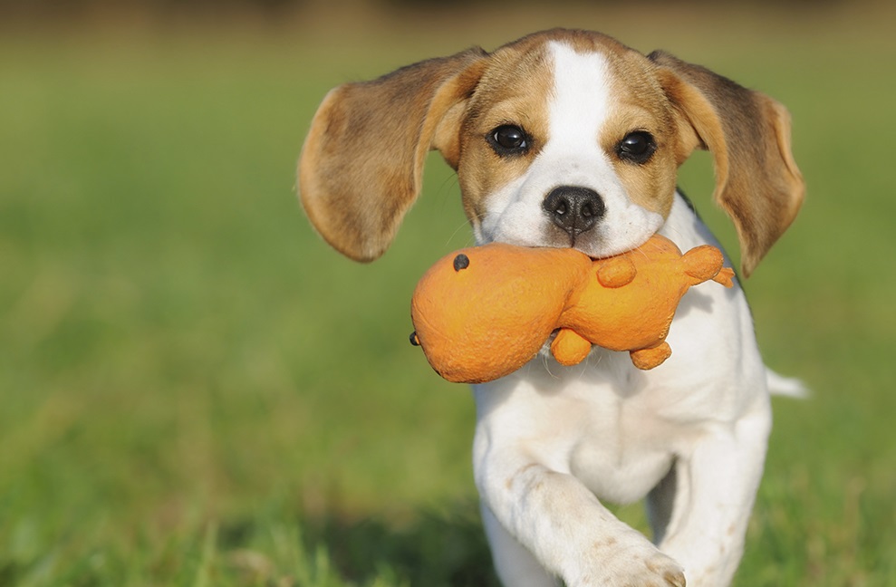 picture of puppy