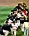 varitek_142.jpg