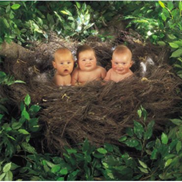 nest babies