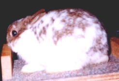 bunny