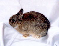 chestnut brood doe