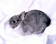 Haley